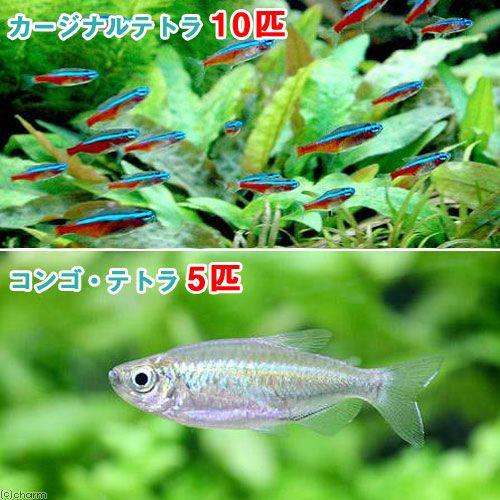 熱帯魚 カージナルテトラ ワイルド １０匹 コンゴテトラ ｓサイズ ５匹 北海道 九州 沖縄航空便要保温 時間指定不可