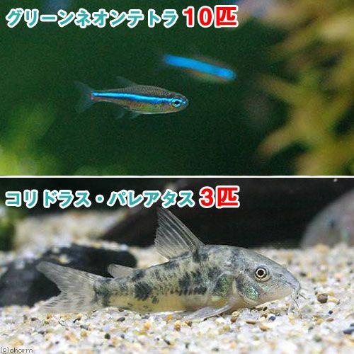 熱帯魚 グリーンネオンテトラ １０匹 コリドラス パレアタス ３匹 北海道 九州 沖縄航空便要