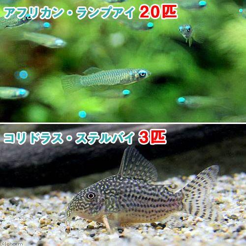 熱帯魚 アフリカン ランプアイ ｓサイズ ２０匹 コリドラス ステルバイ ３匹 北海道 九州 沖縄航空便要保温 チャーム Charm Paypayモール店 通販 Paypayモール