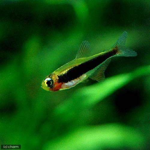 （熱帯魚）トゥッカーノ・テトラ（５匹）　北海道・九州航空便要保温