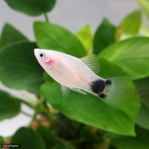 おすすめ 熱帯魚 ホワイト ミッキーマウスプラティ １２匹 北海道航空便要保温 新品 送料無料