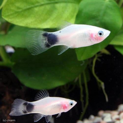 熱帯魚 ホワイト 日時指定 ミッキーマウスプラティ １２匹 北海道航空便要保温