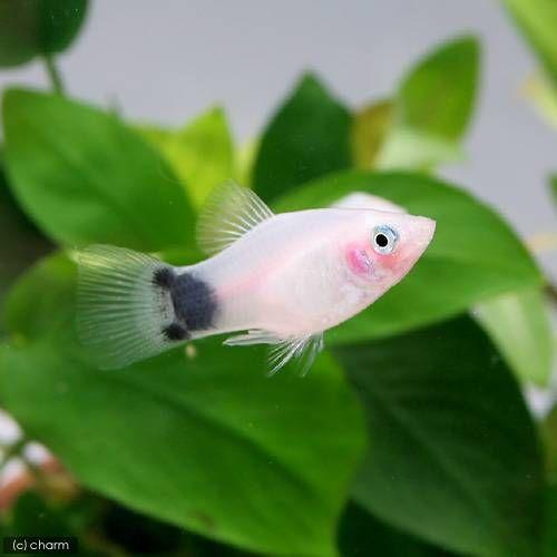 熱帯魚 ホワイト 日時指定 ミッキーマウスプラティ １２匹 北海道航空便要保温