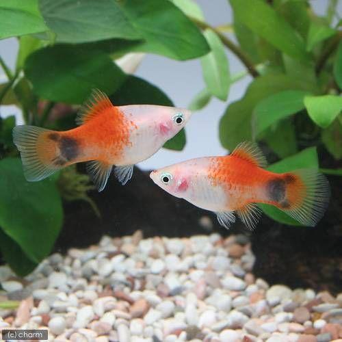 熱帯魚 レッドトップホワイト ミッキーマウスプラティ １２匹 北海道 九州 沖縄航空便要保温 チャーム Charm Paypayモール店 通販 Paypayモール