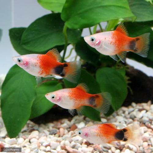 熱帯魚 レッドトップホワイト ミッキーマウスプラティ １２匹 北海道 九州 沖縄航空便要保温 チャーム Charm Paypayモール店 通販 Paypayモール