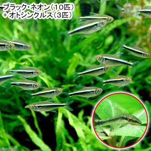 熱帯魚）ブラック・ネオン（10匹）＋オトシンクルス（3匹） 北海道