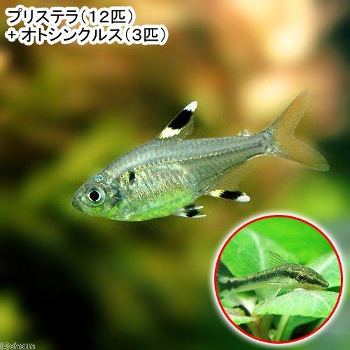熱帯魚 プリステラ １２匹 オトシンクルス ３匹 北海道 九州 沖縄航空便要保温 定番スタイル