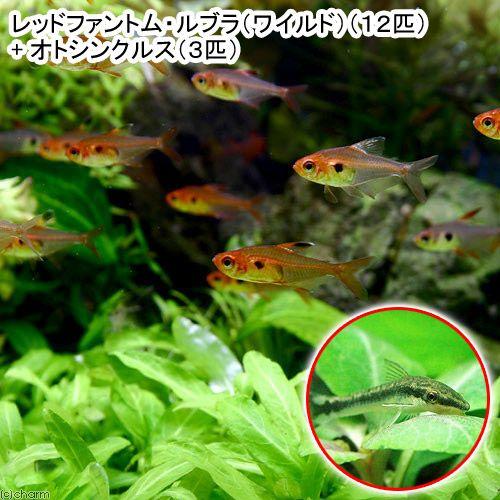 （熱帯魚）レッドファントム・ルブラ（ワイルド）（１２匹）　＋　オトシンクルス（３匹）　沖縄別途送料　北海道・九州航空便要保温｜chanet