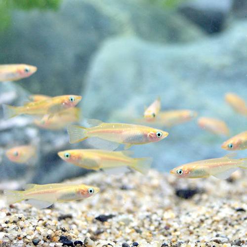 めだか ヒメダカ ５０匹 チャーム Charm Paypayモール店 通販 Paypayモール