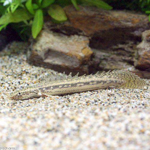 （熱帯魚）ポリプテルスｓｐ．コリバ　Ｓサイズ（ブリード）（１匹）　北海道航空便要保温