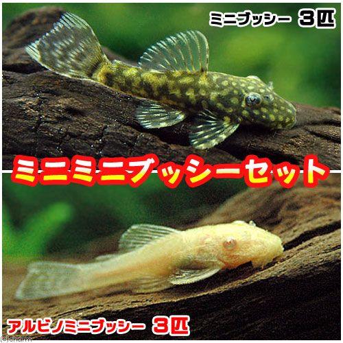 熱帯魚 ミニミニブッシーセット ミニブッシープレコ３匹 アルビノミニブッシー３匹 計