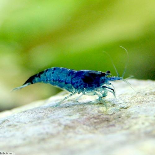 （エビ）ベルベットブルーシュリンプ　ダークブルー（５匹） の商品画像