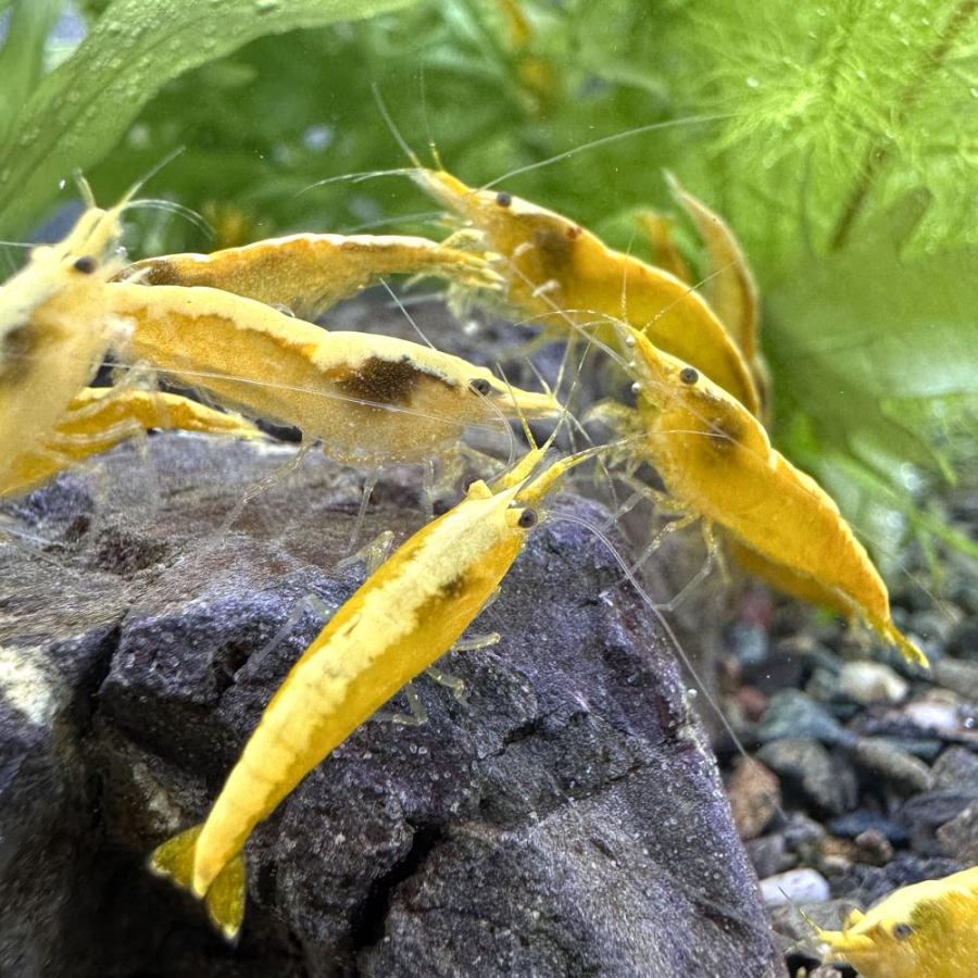 （エビ）イエローフローレセント・シュリンプ（１２匹）　北海道・九州航空便要保温 | チャーム（ペット） | 01