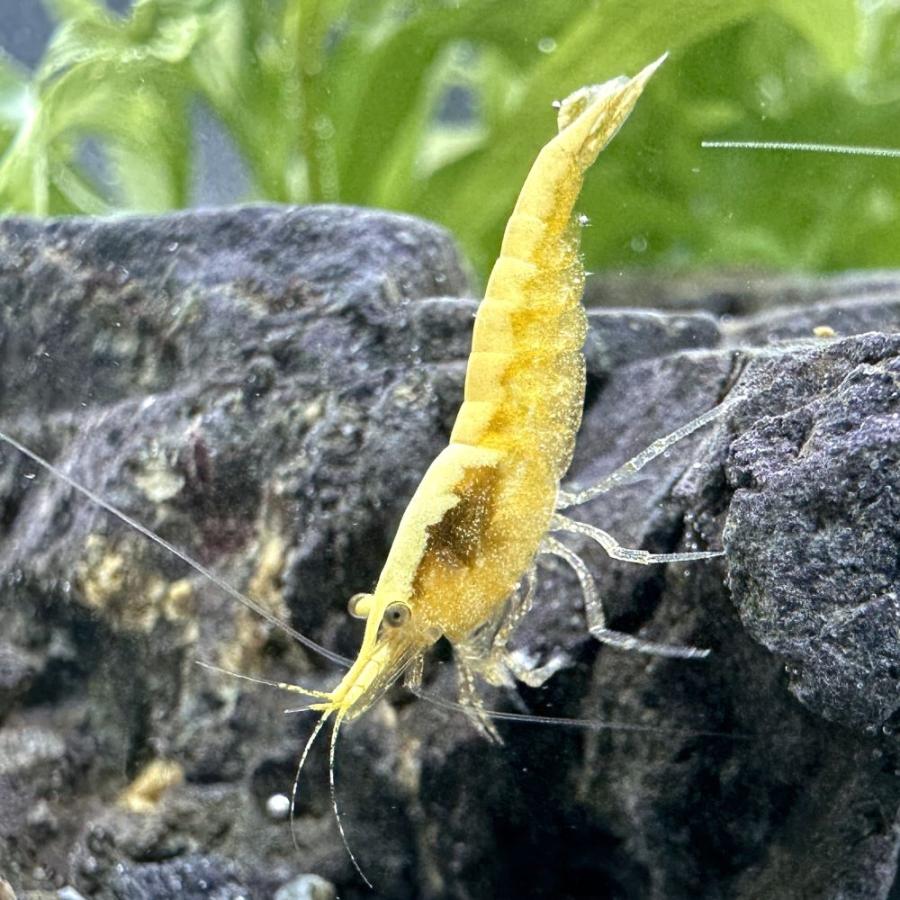 （エビ）イエローフローレセント・シュリンプ（１２匹）　北海道・九州航空便要保温 | チャーム（ペット） | 02