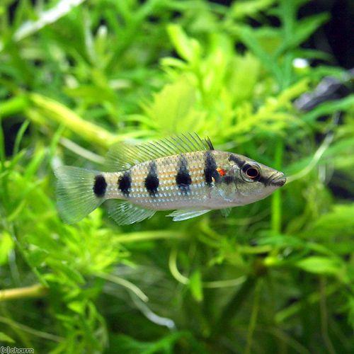 入荷未定）（熱帯魚）ヘミクロミス・エロンガータス（1匹） 北海道 