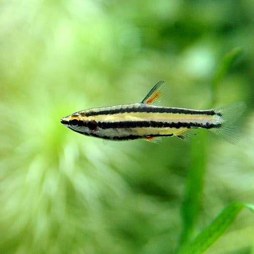 熱帯魚）ナノストムスsp．ローズ（ワイルド）（5匹） 北海道航空便