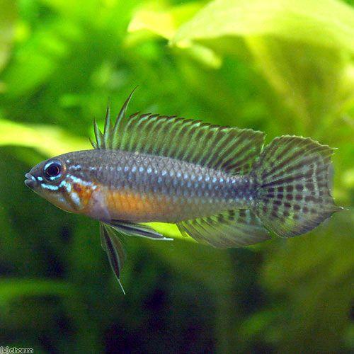 レビューで送料無料 熱帯魚 アピストグラマ エリザベサエ ウアウペス ワイルド １ペア 沖縄別途送料 北海道 九州航空便要保温 激安ブランド Www Thedailyspud Com