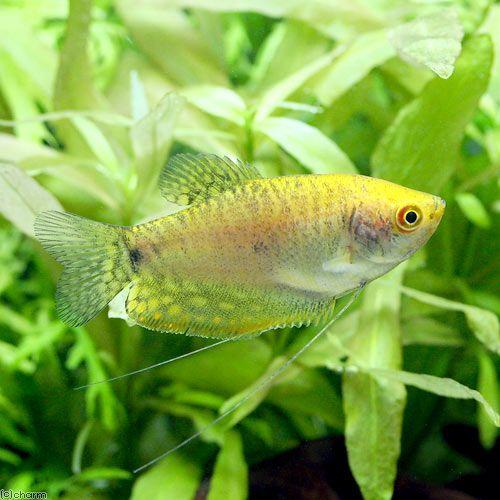 (熱帯魚)ゴールデン・グラミー(1匹) 北海道・九州・沖縄航空便要保温910円