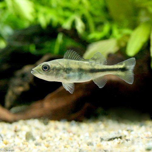 チャーム（charm） （熱帯魚）キクラ・ケルベリー Sサイズ（約5