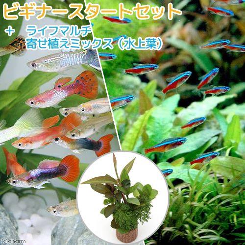 最大69 Offクーポン 熱帯魚 水草 ビギナースタートセット カージナルテトラ １０匹 外国産ミックスグッピー ３ペア 北海道航空便要保温2 1円 Aynaelda Com