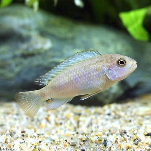 （熱帯魚）シュードトロフェウスｓｐ．ポリット（１匹）　北海道・九州航空便要保温