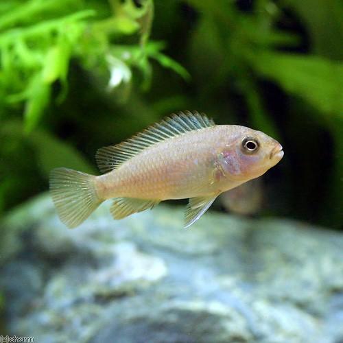 （熱帯魚）シュードトロフェウスｓｐ．ポリット（１匹）　北海道・九州航空便要保温_1