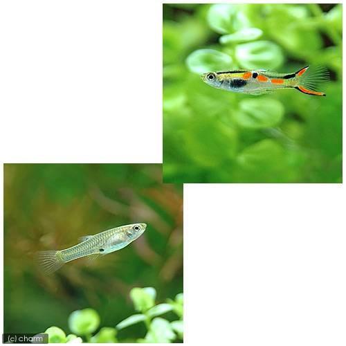 コレクショ 熱帯魚 エンドラーズ ライブベアラー 国産グッピー １０ペア Paypayモール店 通販 Paypayモール 北海道