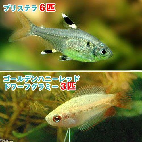 熱帯魚 ゴールデンハニーレッド ドワーフグラミー ３匹 プリステラ ６匹 北海道 九州 沖縄航空便要保温 ペット用品 生き物
