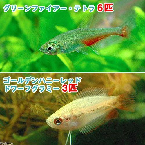 熱帯魚 ゴールデンハニーレッド ドワーフグラミー ３匹 グリーンファイアー テトラ ６匹 北海道 九州