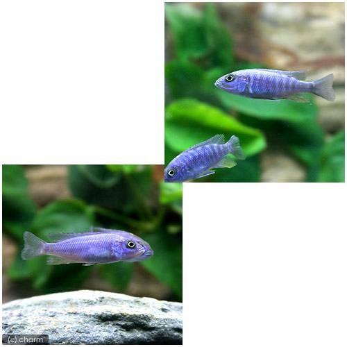 チャーム（charm） （熱帯魚）アーリー Sサイズ（4〜7cm）（3匹 