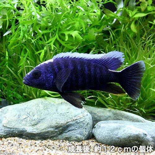 チャーム（charm） （熱帯魚）アーリー Sサイズ（4〜7cm）（3匹 