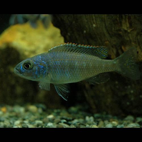 チャーム（charm） （熱帯魚）アーリー Sサイズ（4〜7cm）（3匹 