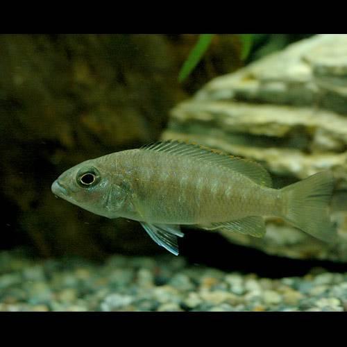 チャーム（charm） （熱帯魚）アーリー Sサイズ（4〜7cm）（3匹 