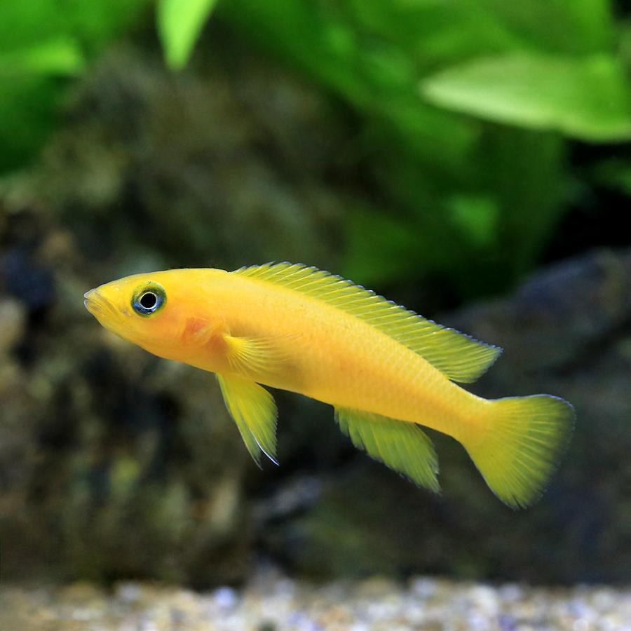 熱帯魚 サタノペルカ・マピリテンシス | コロンビア産 - 熱帯魚・海水魚