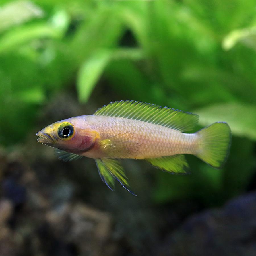 熱帯魚）ネオランプロローグス・レレウピィ（3匹） 北海道・九州航空