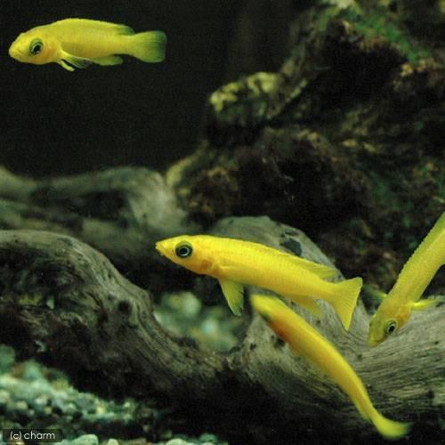 熱帯魚）ネオランプロローグス・レレウピィ（3匹） 北海道・九州航空