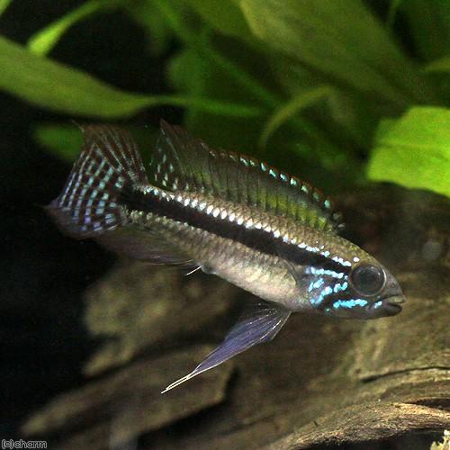 熱帯魚 アピストグラマ パウキスクアミス ノボアイロン ワイルド １ペア 北海道航空便要保温 沖縄別途送料 Sale 97 Off