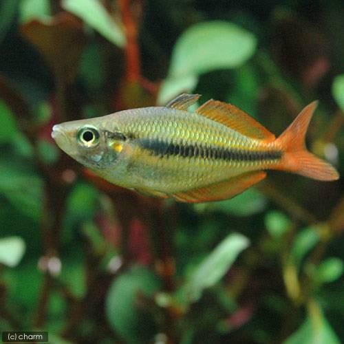 （熱帯魚）メラノタエニア・ハーバートアクセルロディ（５匹）　北海道・九州航空便要保温　沖縄別途送料
