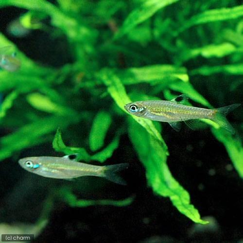 熱帯魚 ブルーアイ ラスボラ ５匹 北海道 九州航空便要保温 チャーム Charm Paypayモール店 通販 Paypayモール