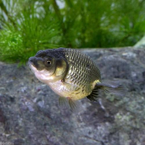 （国産金魚）協会系らんちゅう　黒仔（５匹） |  | 01