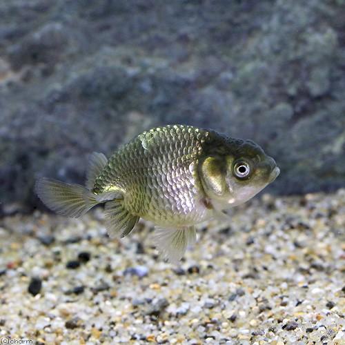 （国産金魚）協会系らんちゅう　黒仔（５匹） |  | 02
