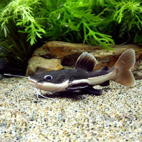 [熱帯魚]レッドテールキャット　ショートボディー 淡水魚】【通販】爆安 ショートボディ レッドテールキャット【1匹