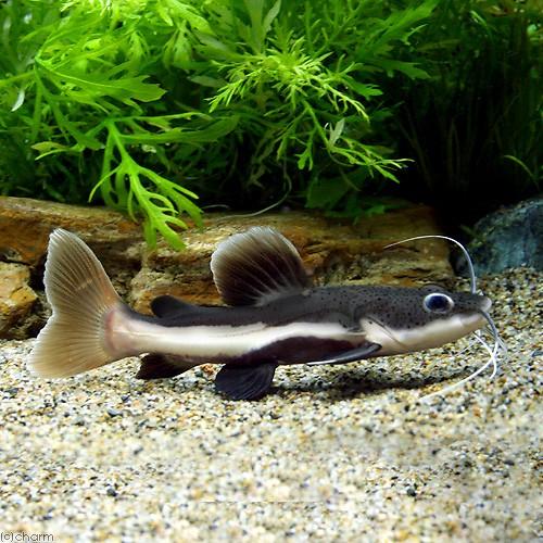 入荷未定）（熱帯魚）セミショートボディレッドテール・キャット M 