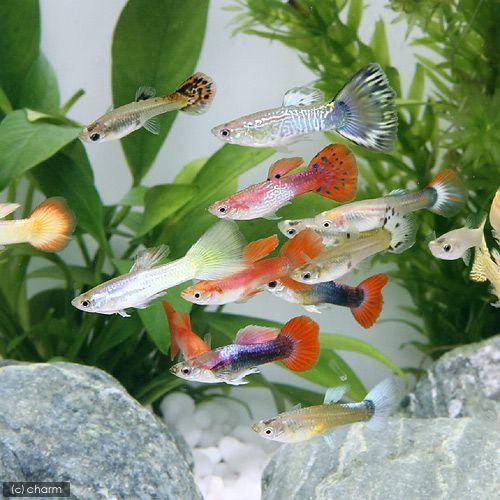熱帯魚）外国産ミックスグッピー（メス）（3匹） 北海道航空便要保温
