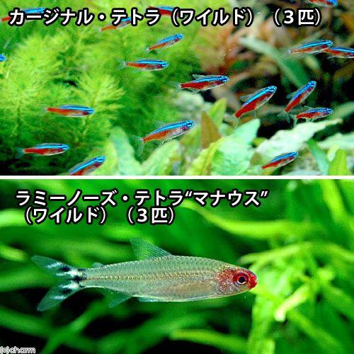 熱帯魚 カージナルテトラ ワイルド ３匹 ラミーノーズ テトラ マナウス ワイルド ３匹 北海道 九州航空便要保温 チャーム Charm Paypayモール店 通販 Paypayモール