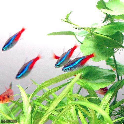 （熱帯魚）ネオンテトラ（１０匹）　＋ヤマトヌマエビ（３匹）　北海道・九州航空便要保温 | チャーム（ペット） | 01