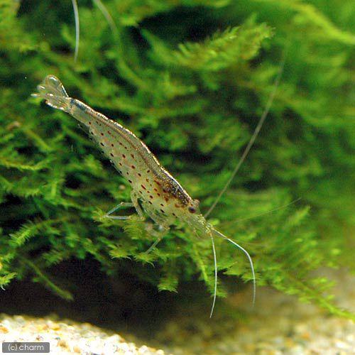 （熱帯魚）ネオンテトラ（１０匹）　＋ヤマトヌマエビ（３匹）　北海道・九州航空便要保温 | チャーム（ペット） | 02