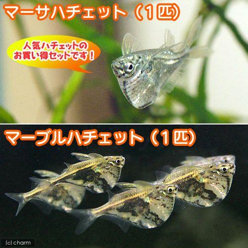 熱帯魚 ハチェットセット マーブルハチェット１匹 マーサハチェット１匹 計２匹 北海道 九州航空便要保温 1436 チャーム Charm ヤフー店 通販 Yahoo ショッピング