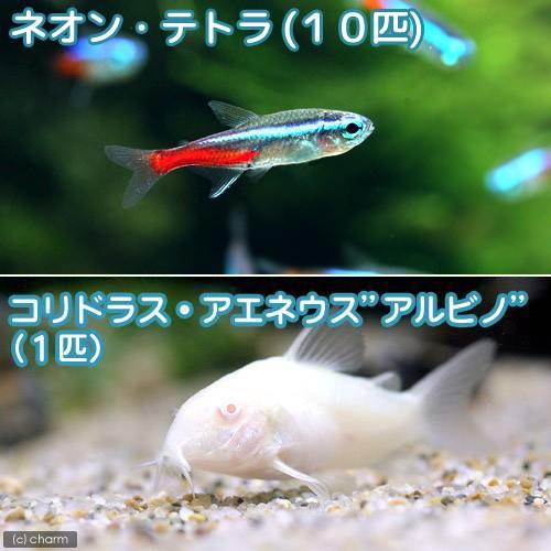 チャーム（charm） （熱帯魚）ネオンテトラ（10匹） ＋コリドラス 