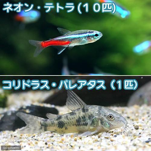 （熱帯魚）ネオンテトラ（１０匹）　＋コリドラス・パレアタス（１匹）　北海道・九州航空便要保温｜chanet